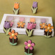 6 Petites Fleurs - 6 Fleurs en chocolat